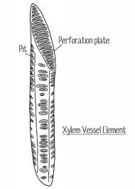 label the structure of xylem vessel