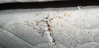 5 Steps To Get Rid Of Bed Bugs