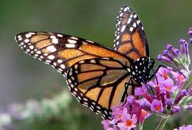 monarch erflies are losing habitat