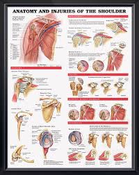 Anatomy And Injuries Of The Shoulder Chart 20x26 Muscle
