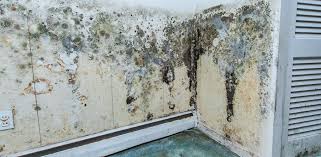 Expert Mold Removal In Montreal Delta