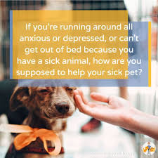 when caring for a sick pet becomes too