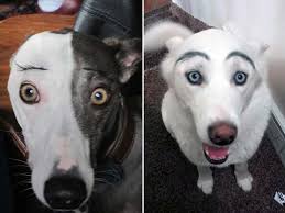 makeup eyebrows make these dogs look so