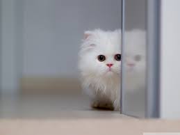 Cute White Cat Ultra HD Desktop ...