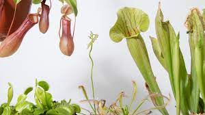 carnivores for your plant collection