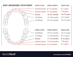 Teeth Infographic Vector Image