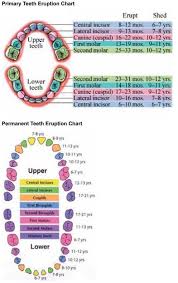 Pin By Fararoon On Dentistry Teeth Eruption Chart Dental