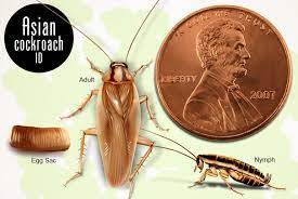 small roach big problem how to
