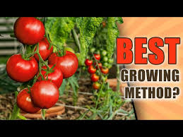 Square Foot Gardening Tomatoes How To