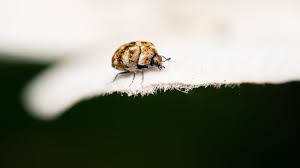 carpet beetles where do they come from