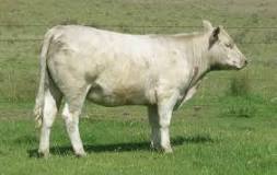 what-are-grey-cows-called