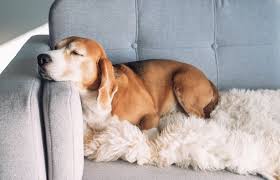 how to remove dog smell from a couch