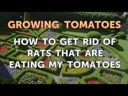 rats that are eating my tomatoes