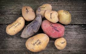 how to grow potatoes seed savers