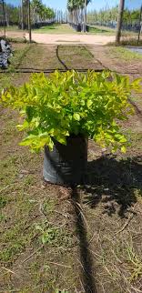 Low growing duranta with golden foliage and pale blue flowers, followed by the usual orange fruits. Duranta Sheenas Gold 10lt Click Plant