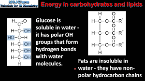 b 3 energy in carbohydrates and lipids