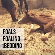 Foals Foaling And Stall Bedding Mid