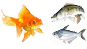 40 Different Types Of Fish Species In World And Their Facts
