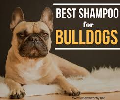 Do french bulldogs get allergies? The Best Shampoo For Bulldogs With Allergies Dermatitis Odour 2020
