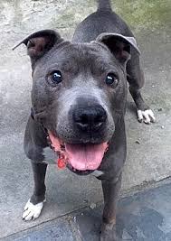 The staffordshire bull terrier shares the same ancestry as the bull terrier, i.e. Dog For Adoption Bako An American Staffordshire Terrier Pit Bull Terrier Mix In East Brunswick Nj Petfinder