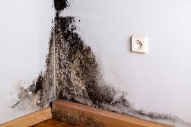 Black Mold Identification And Removal