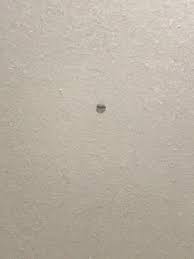 black bugs in kitchen cabinets