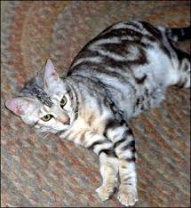 Located in north texas, nestled between oklahoma, colorado and new mexico. Bengal Cats And Marbled Bengals The History Development And Breeding Of The Exotic Marble Bengal From Foothill Felines Breeder Of Beautiful Bengal Cats