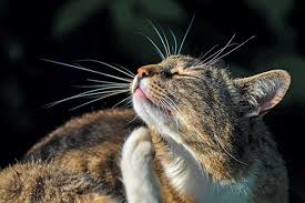7 interesting facts about cat whiskers