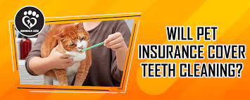 Up to 90% back on vet bills. Will Pet Insurance Cover Teeth Cleaning Detailed Answer