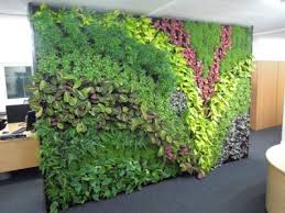 Indoor Decoration Evergreen Artificial