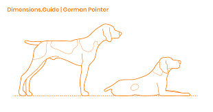 German Pointer Dimensions Drawings Dimensions Guide