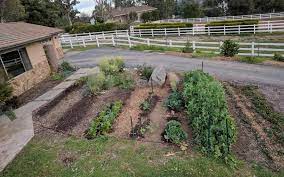 where to plant a vegetable garden
