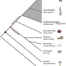 These diagrams look like trees and are called phylogenetic trees or cladograms. Simplified Cladogram Of Animal Phylogeny Emphasizing Chordates Shaded Download Scientific Diagram