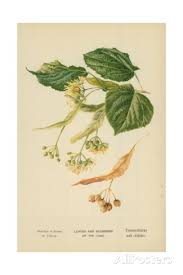 Leaves and Blossoms of the Lime Giclee Print by William Henry James Boot at ... - william-henry-james-boot-leaves-and-blossoms-of-the-lime