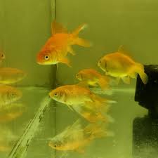carius auratus orange aquarium gold