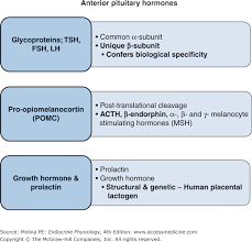Chapter 3 Anterior Pituitary Gland Endocrine Physiology