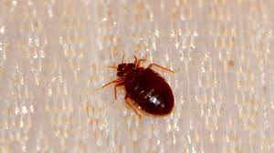 Bed Bugs On Walls Effective Remedies
