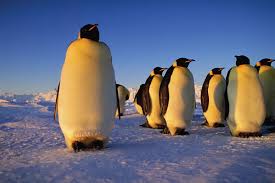 The emperor penguin is the largest of all living penguins, standing at 4 feet and weighing 90 pounds. Emperor Penguin Characteristics Height Habitat Diet Facts Britannica