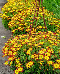 Red Yellow Bidens Plant In Pots To
