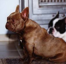 A sable frenchie usually looks like a fawn frenchie with darker black hairs covering throughout the coat. Rare French Bulldog Colors Frenchie World Shop