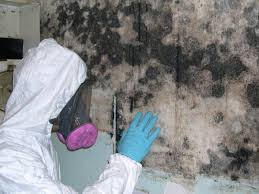 mold removal companies in ottawa