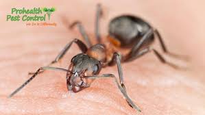 treat ant bites for common ant species