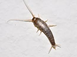 of silverfish insect
