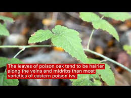 how to identify poison ivy poison oak