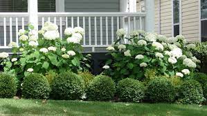 best bushes to plant in front of your house