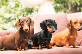 dachshund miniature smooth haired