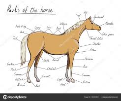 Parts Of Horse Equine Anatomy Equestrian Scheme With Text