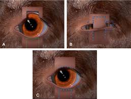 eyelid neoplasms in the dog and cat