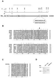 zenon a novel poz kruppel like dna