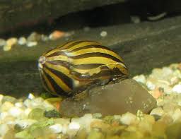 will aquarium salt kill snails